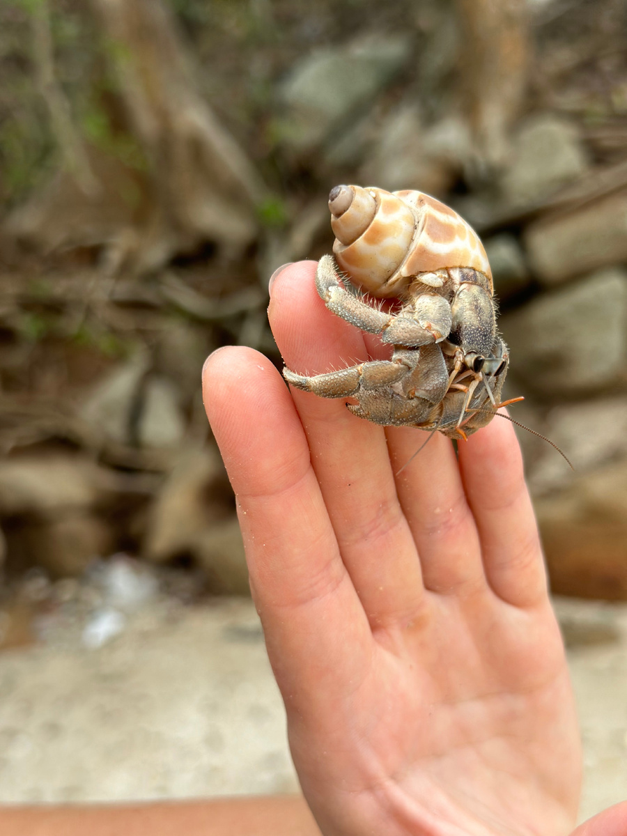 Крабов тут полно на пляжах, но мужчины то совсем не об этом говорят.