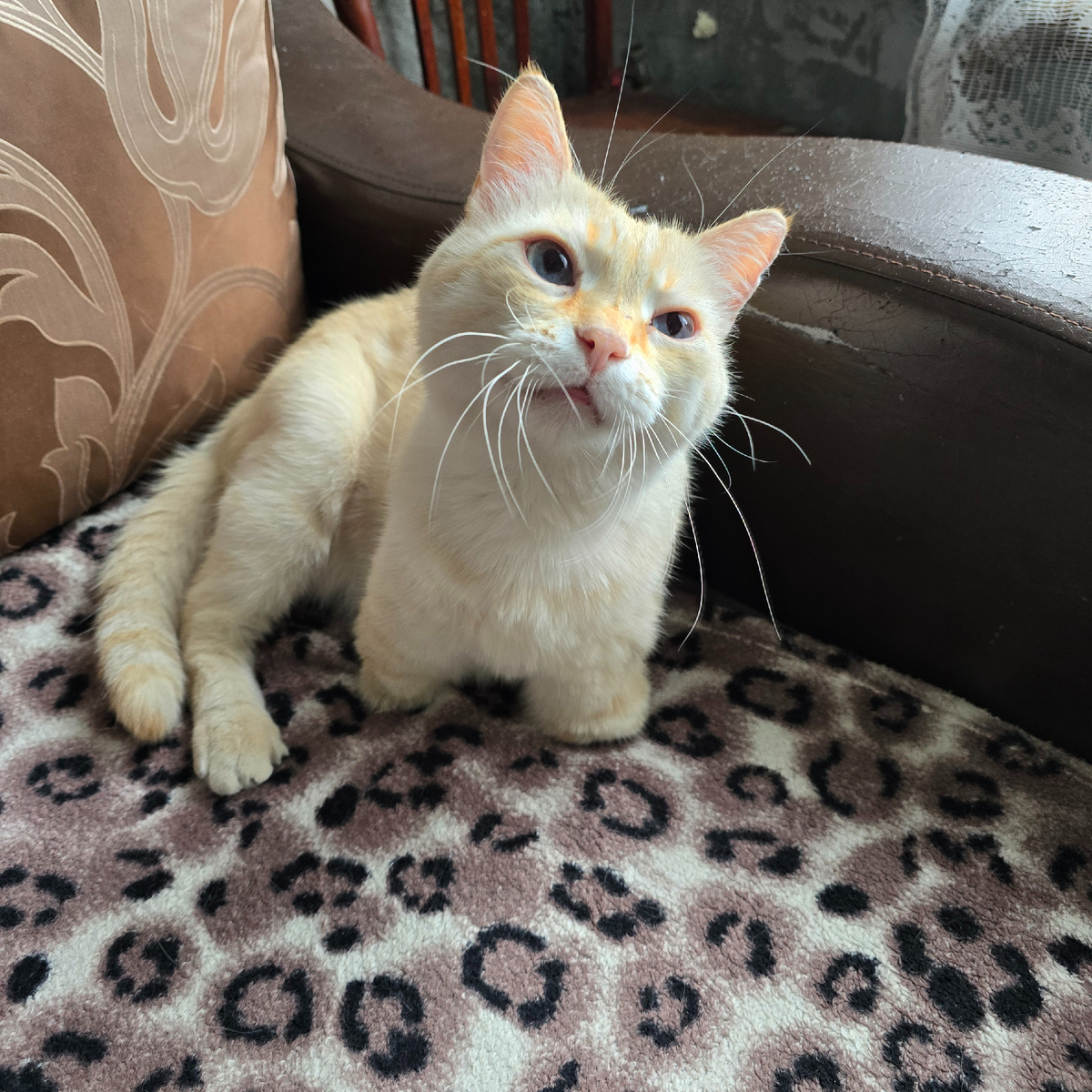 рыжий директор в ожидании зрелища