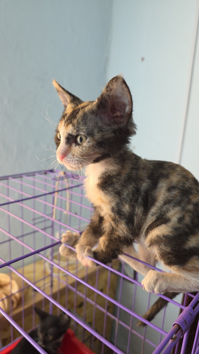 маленькая завоевательница планирует переворот