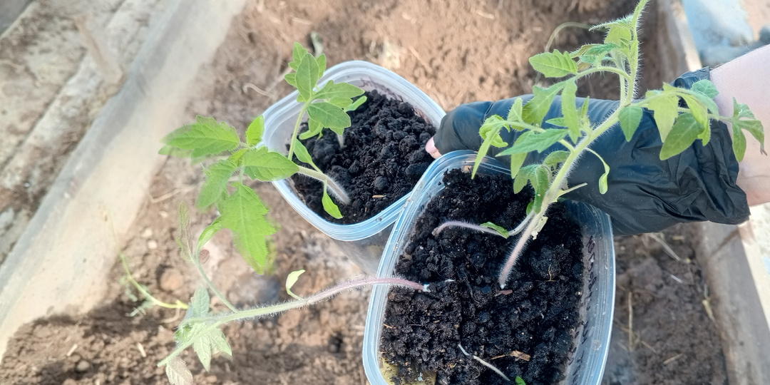 Хочу ранний урожай томатов 🍅Эксперимент