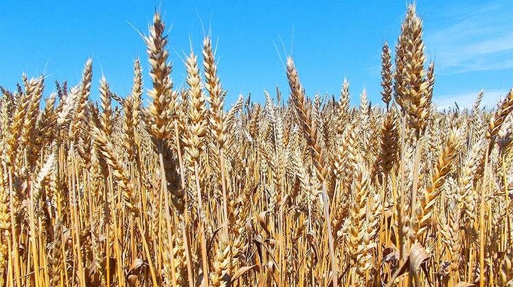     Эффективность аграрного бизнеса под вопросом