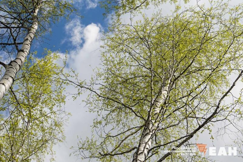    Фото ЕАН. Березы