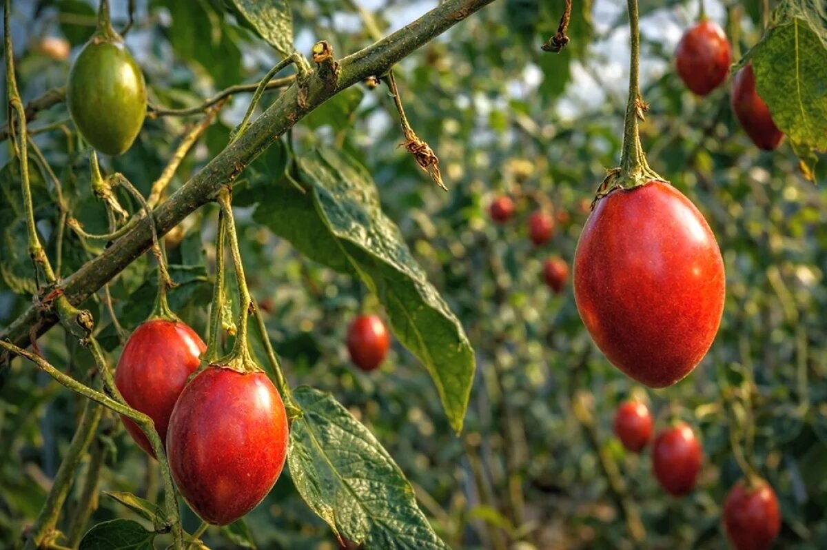    Тамарилло с плодами.