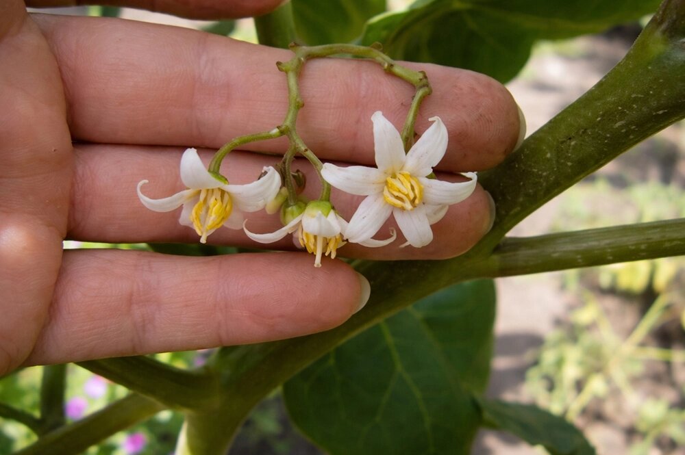    Цветки цифомандры свекольной. Фото: Денис Терентьев