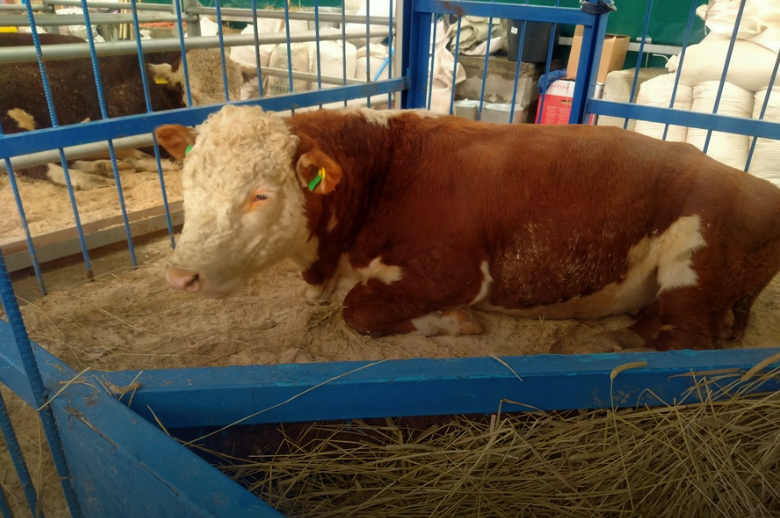 Новосибирский Минсельхоз опубликовал комментарий о методах умерщвления скота