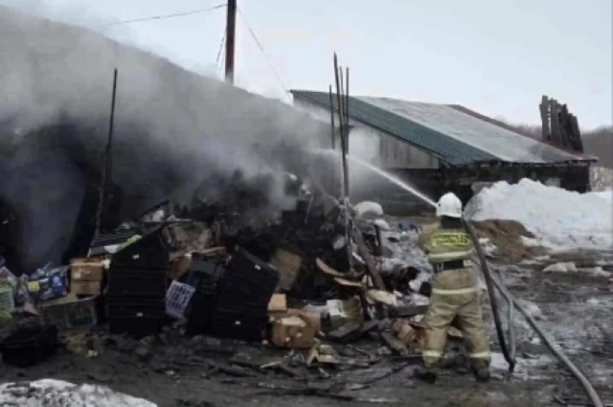    Свинья погибла во время пожара хозпостройки в селе на Сахалине