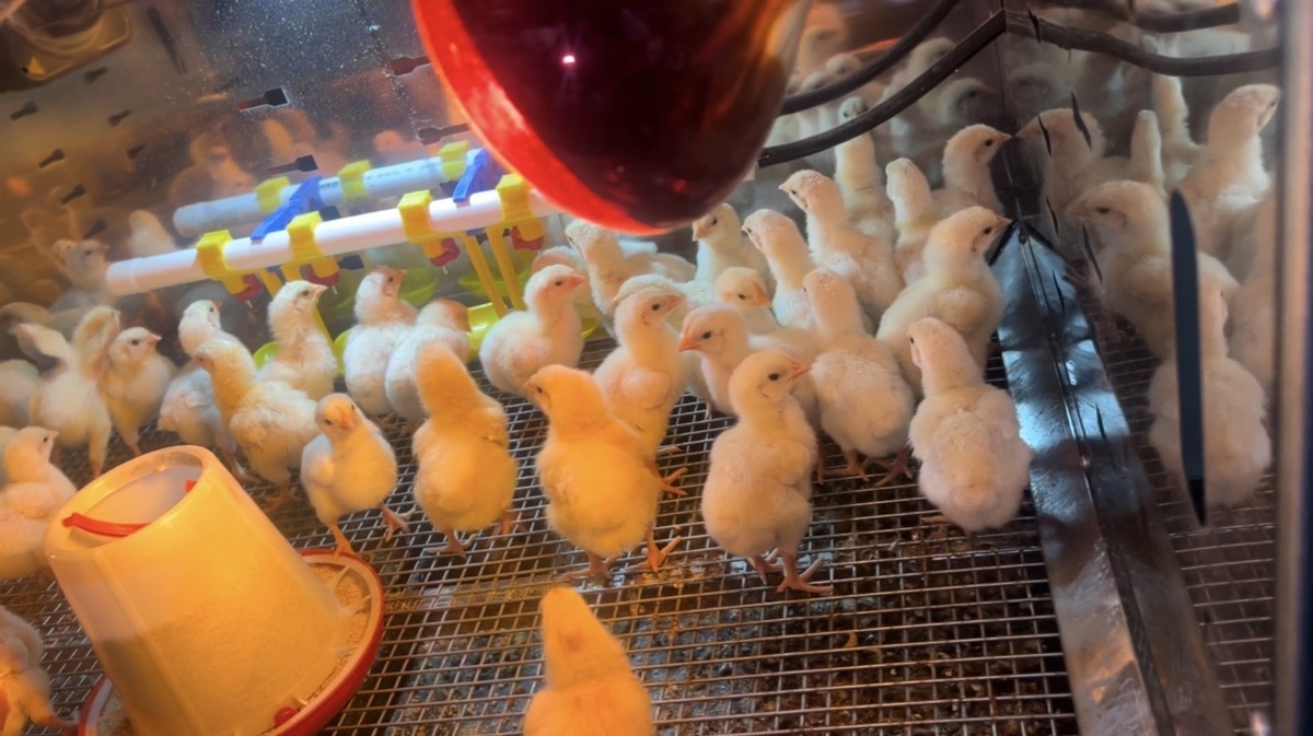 Чем обогреть брудер у цыплят и не устроить пожар! Не повторяйте моих ошибок!!!

https://vkvideo.ru/video-231327542_456239085?t=3s

https://youtu.be/8V50APpOMHc?si=JHg7BpIrMNchoBxt