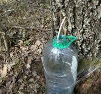     Ҡайын һыуын нисек йыйырға?