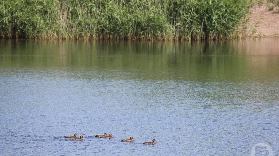 Под Волгоградом жители потеряли доступ к зоне отдыха у пруда