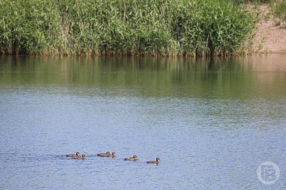    Фото: Дмитрий Рогулин/"Городские вести"