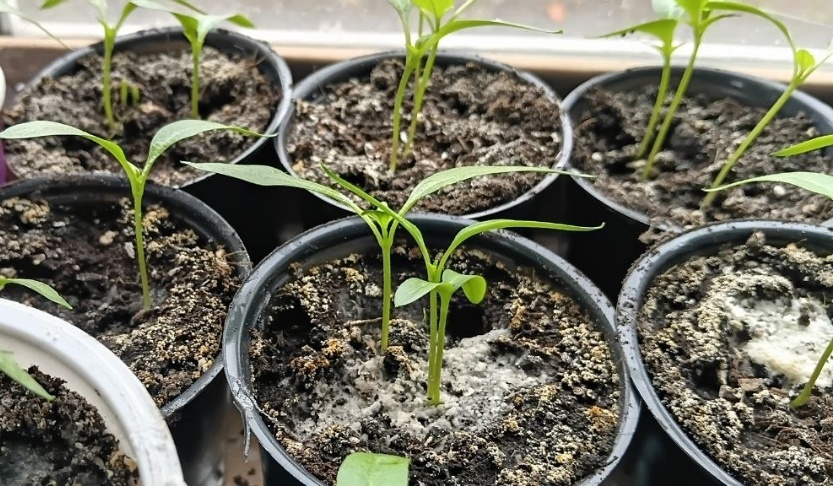 После модного "совета" помидоры и перцы хоть выкинь. Рассказываю и показываю, что вышло после “подкормки" из интернета