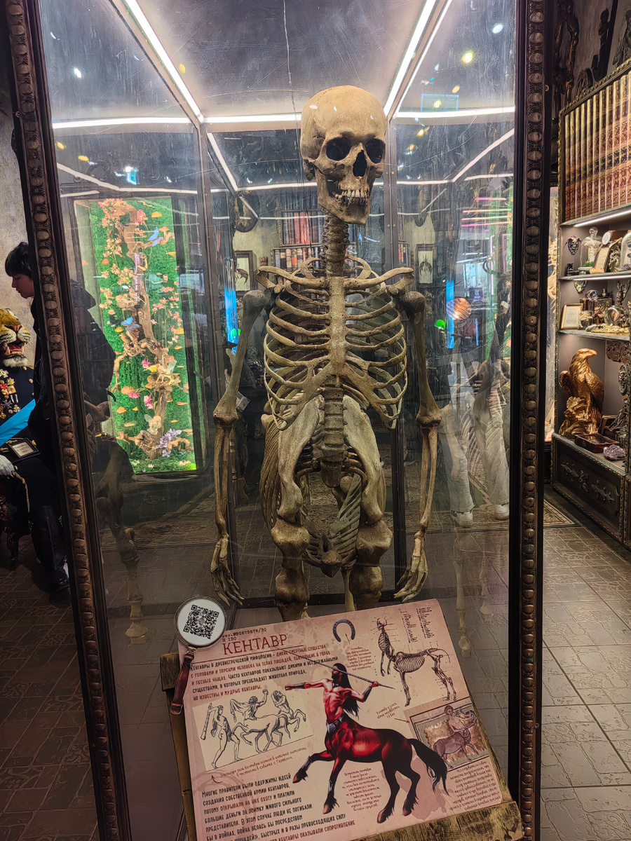 Скелет кентавра. Конечно настоящий! Вы сомневались?
