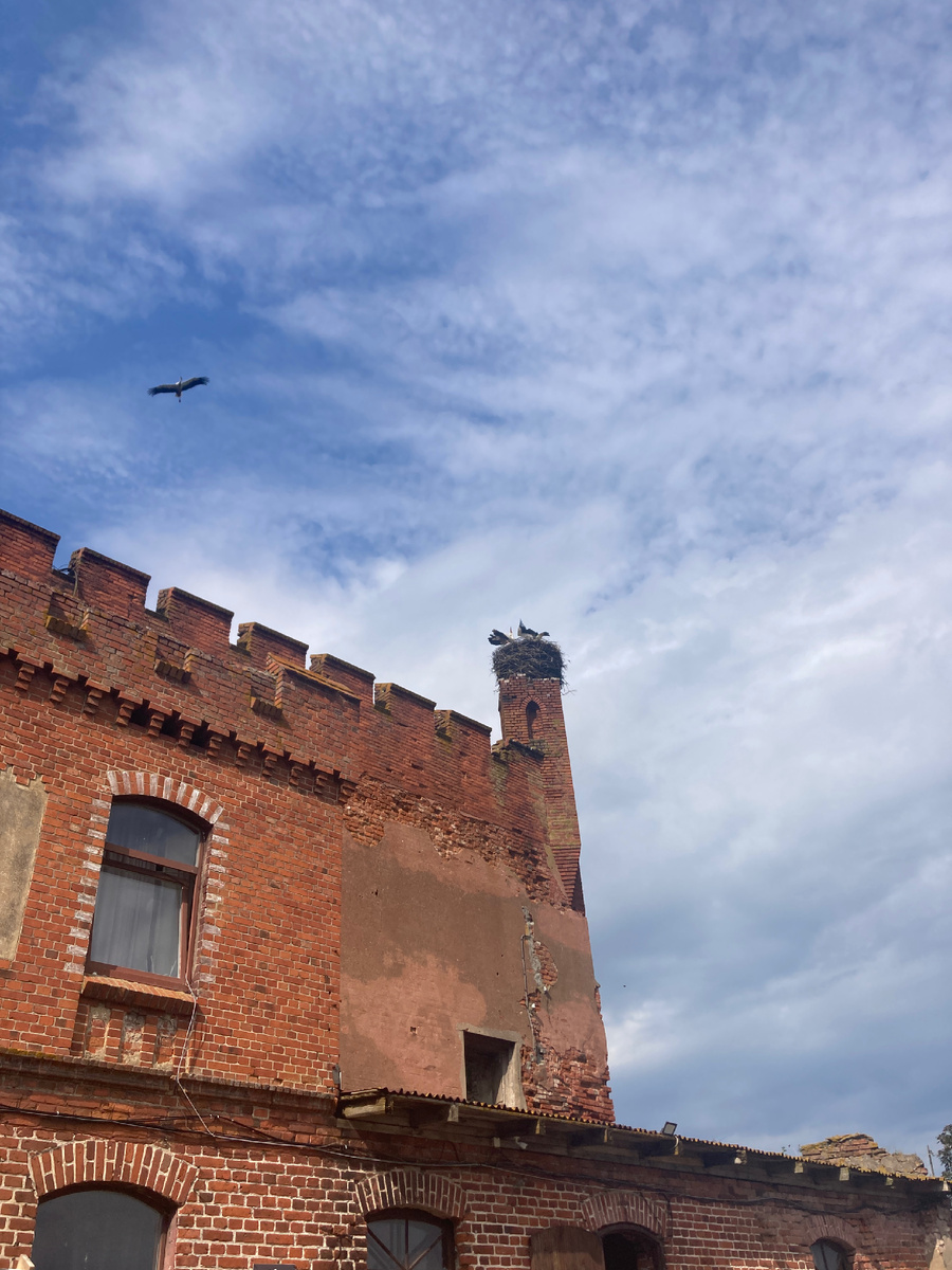 На башне аисты свили гнездо 