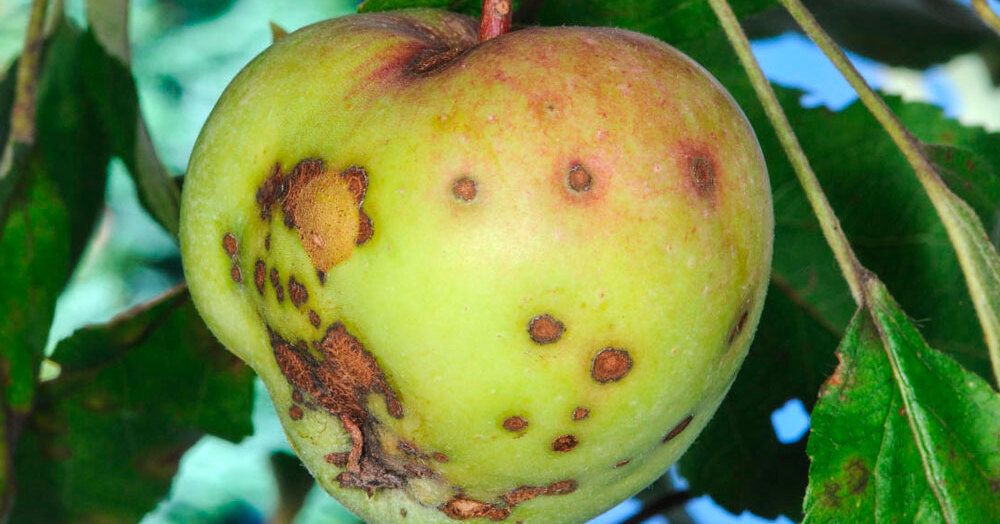 Очень неприятная картина для любого садовода