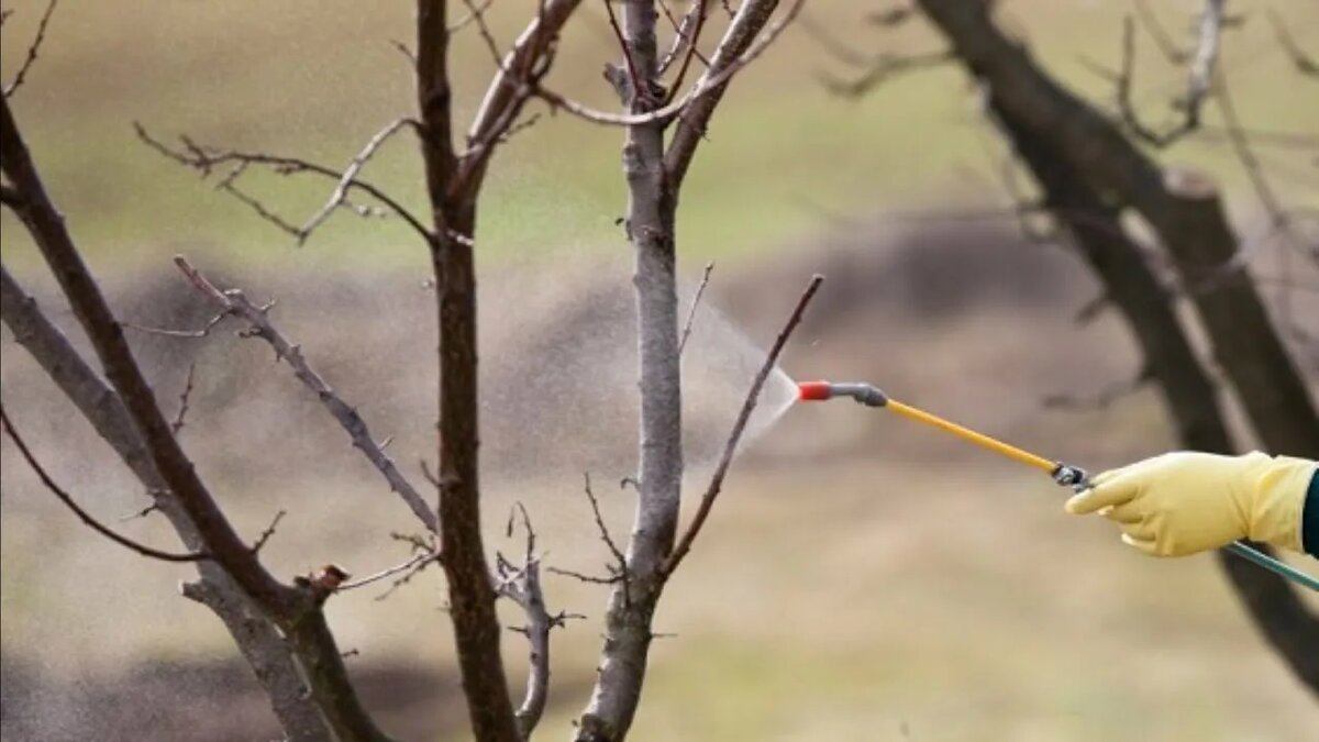 Эта процедура должна быть своевременной