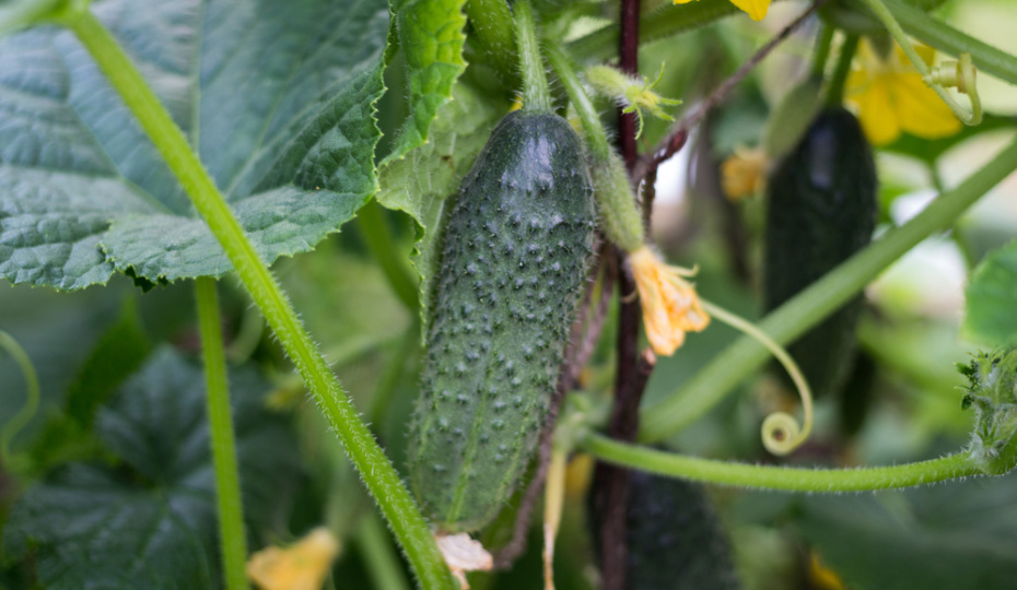 10 раннеспелых сортов огурцов: от всходов до хруста за 35–45 дней