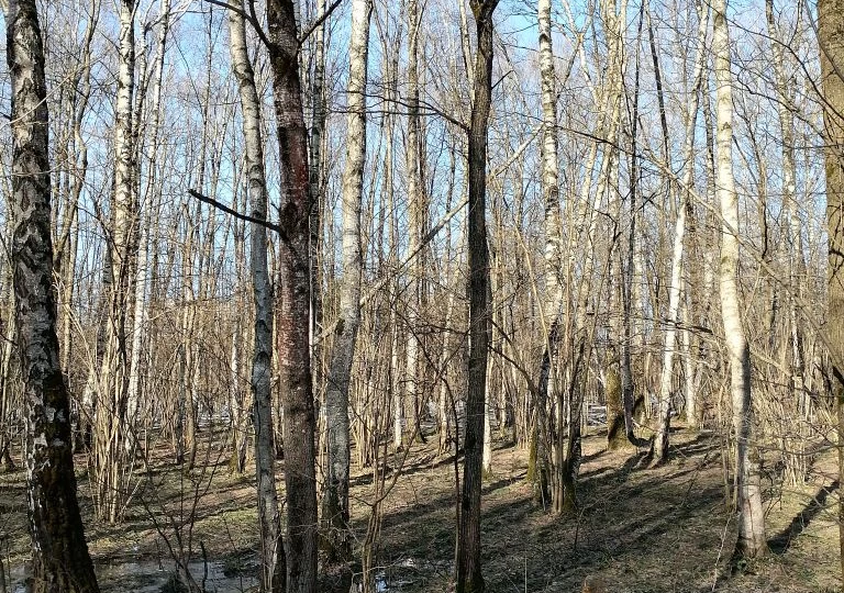 Как влияет скандинавская ходьба у меня на снижение веса.