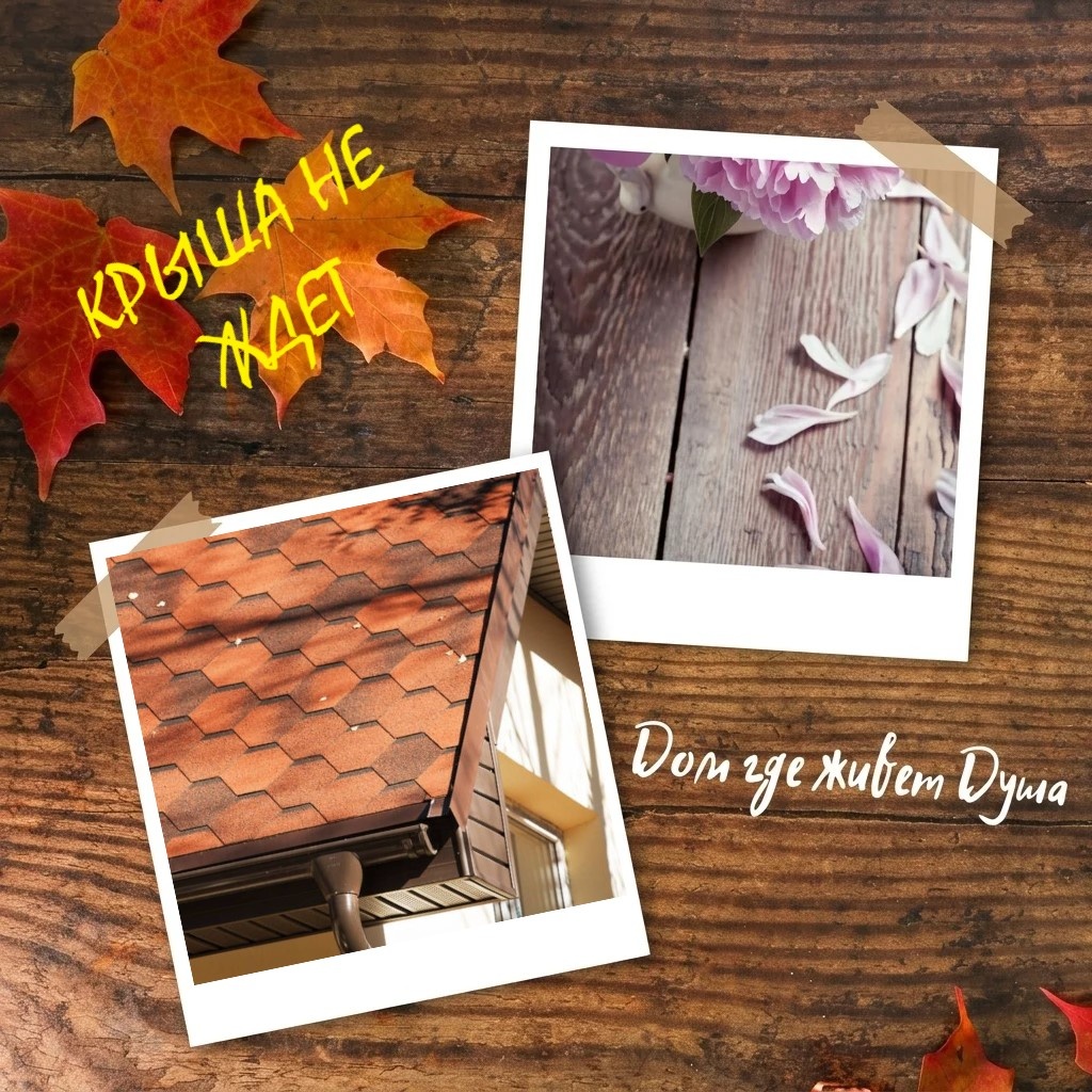 Наш выбор - шинглас