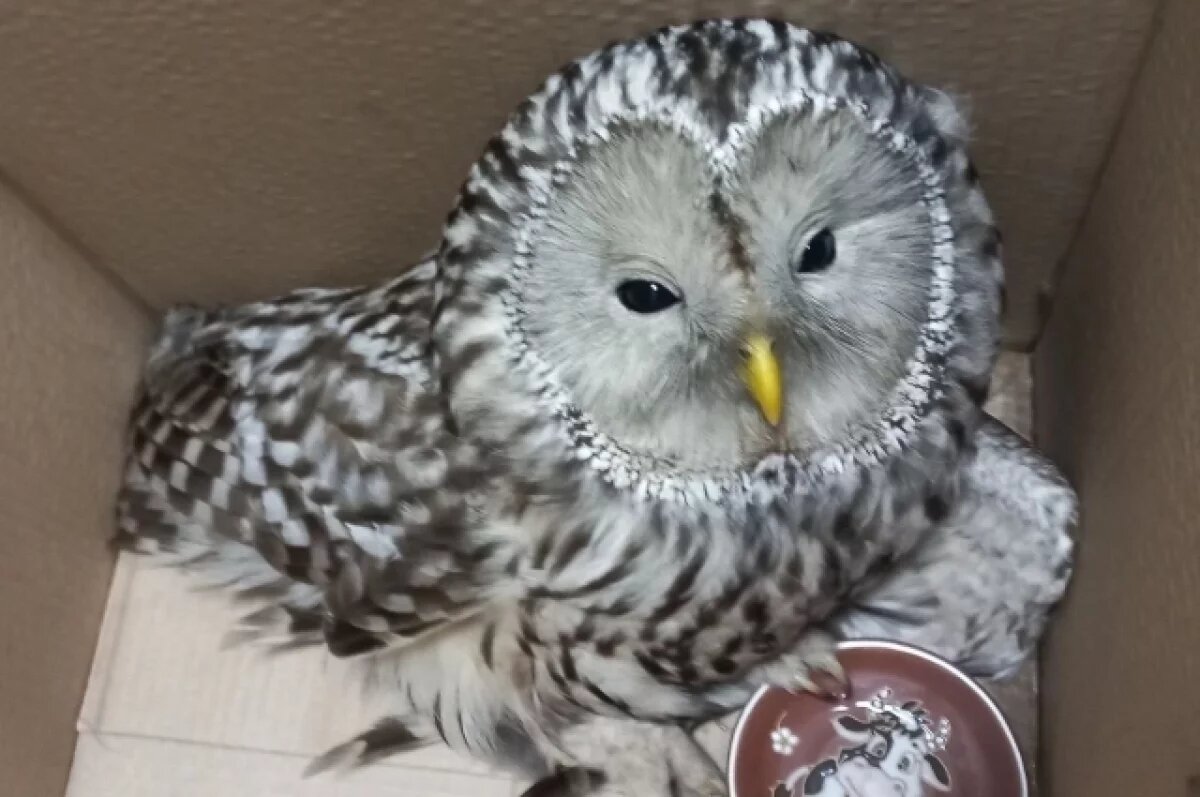    В центре Самары заставили работать диких птиц