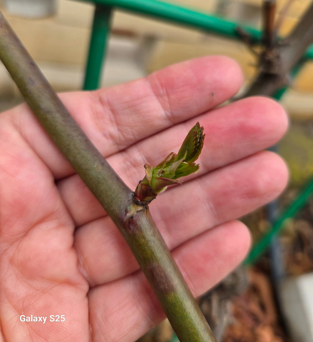 Почки выдвинулись.  Это самый хороший прирост. Роза: Квин о Свиден. Фото: Зеленая леди, сад, семья и томатный сок 