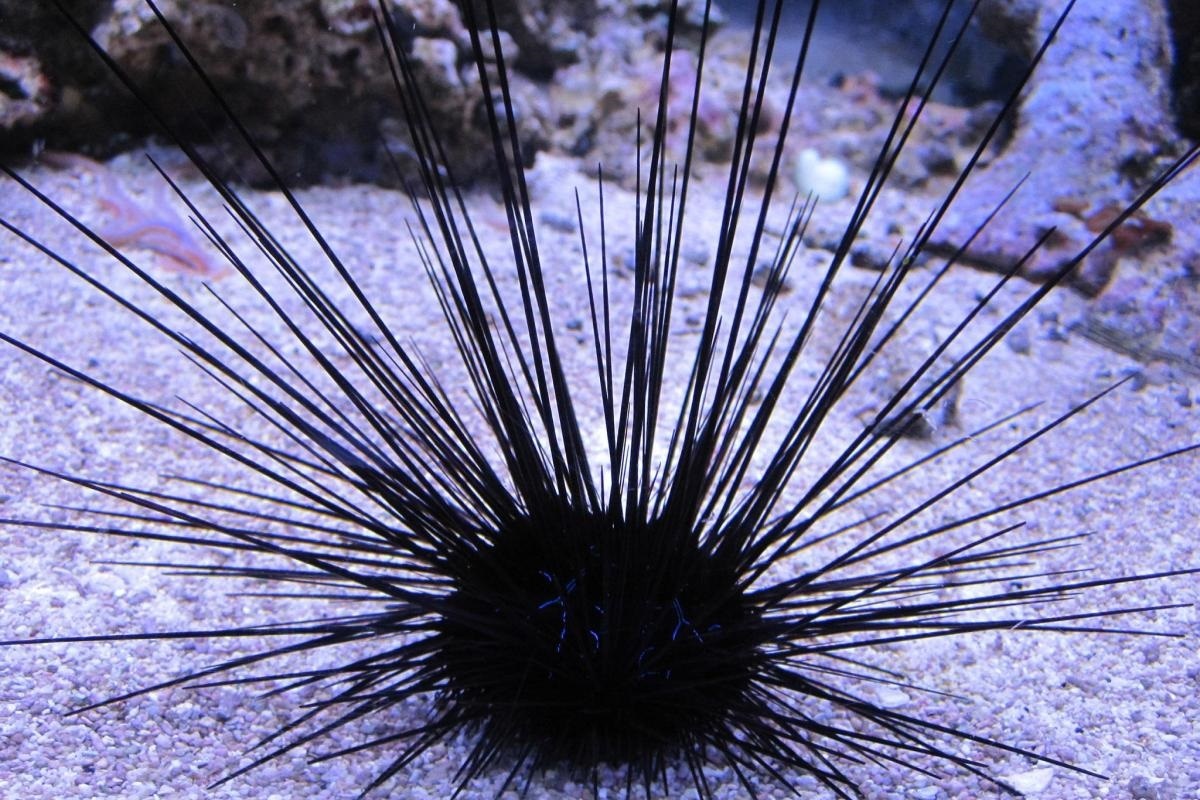 Фото с сайта: https://universalaquatics.co.uk/product/long-spine-urchin-5-cm/