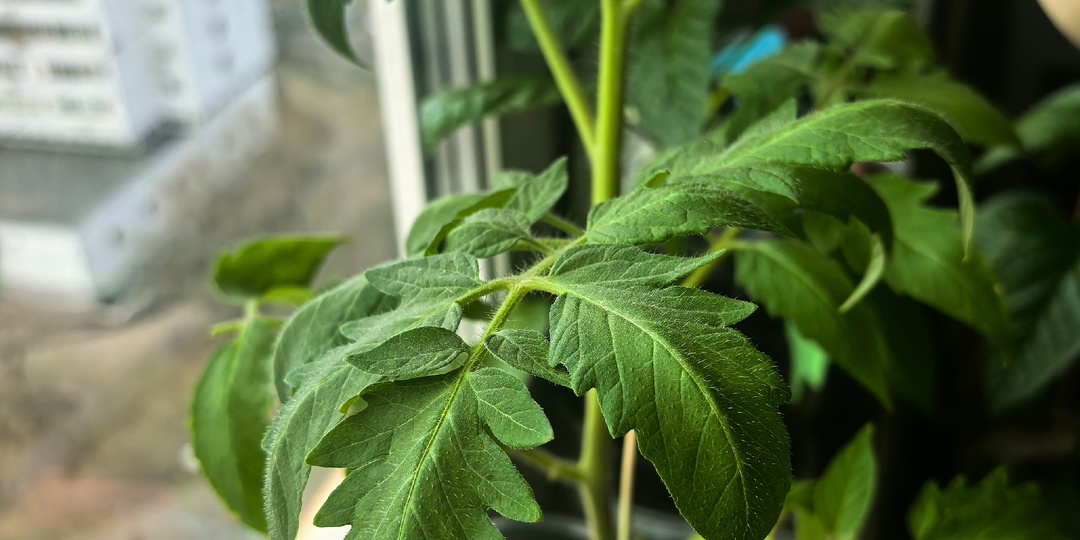 Болезни рассады: томатов, перцев, баклажанов и как с ними бороться