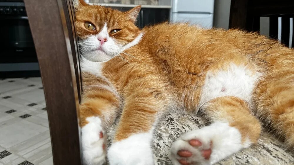    Фото: "Брянские новости"