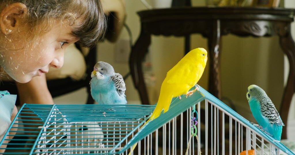 Волнистый попугай: ваш пернатый друг и как о нем заботиться