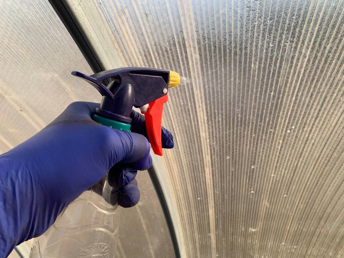 Чем обработать теплицу от кладоспориоза весной? Фото автора 