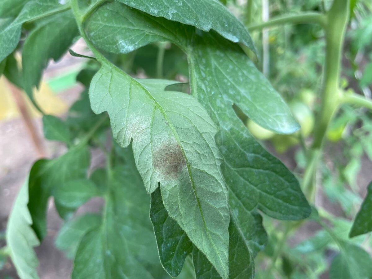 Кладоспориоз, или бурая пятнистость, на томатах. Фото автора 