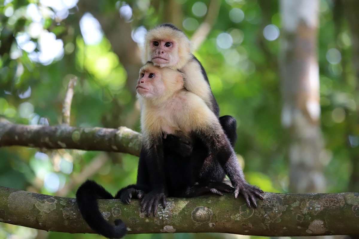 Фото с сайта: https://www.dagens.com/animals/monkeys-on-panama-island-are-kidnapping-babies-from-a-different-species