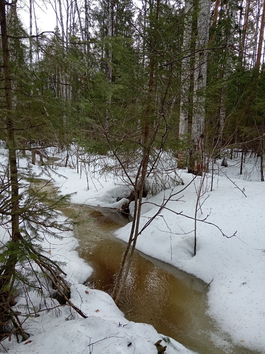 Лесной ручей