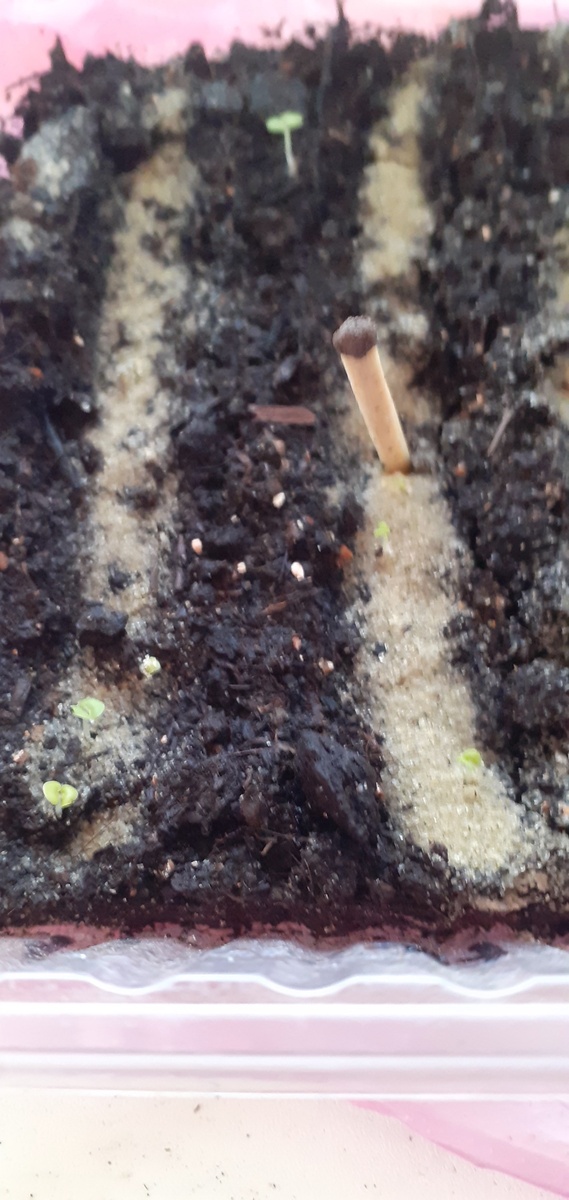 ВОТ ТАКИЕ МАЛЫШИ-КАРАНДАШИ!