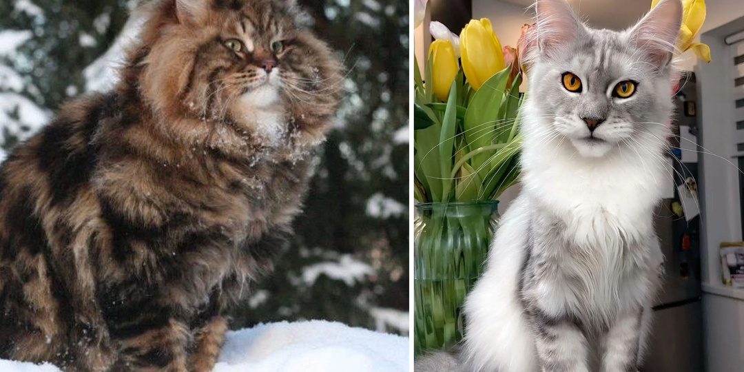 Почему кошки из разных стран так непохожи друг на друга