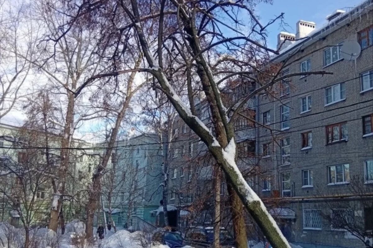    В Рязани дерево упало на детскую площадку