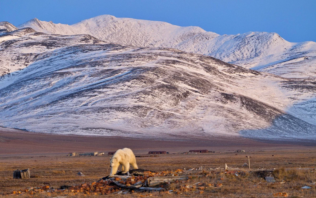 Заповедник "Остров Врангеля"