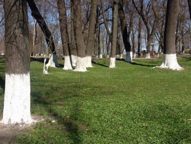 Картинка отсюда https://smoldacha.ru/pobelka_derevev_v_sadu.html