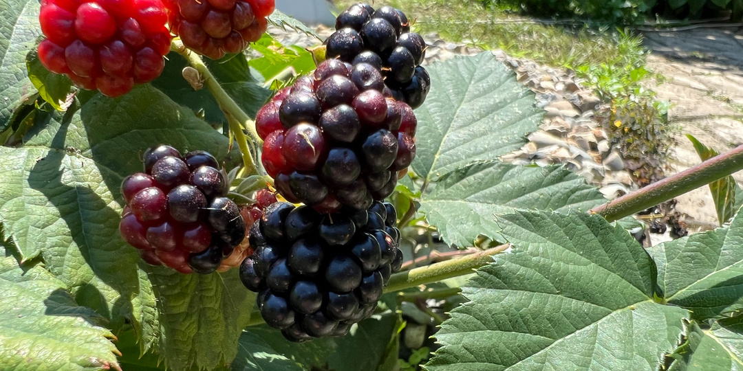 Почему бесплатное солнце Кубани иногда обходится дороже суровых морозов Ямала