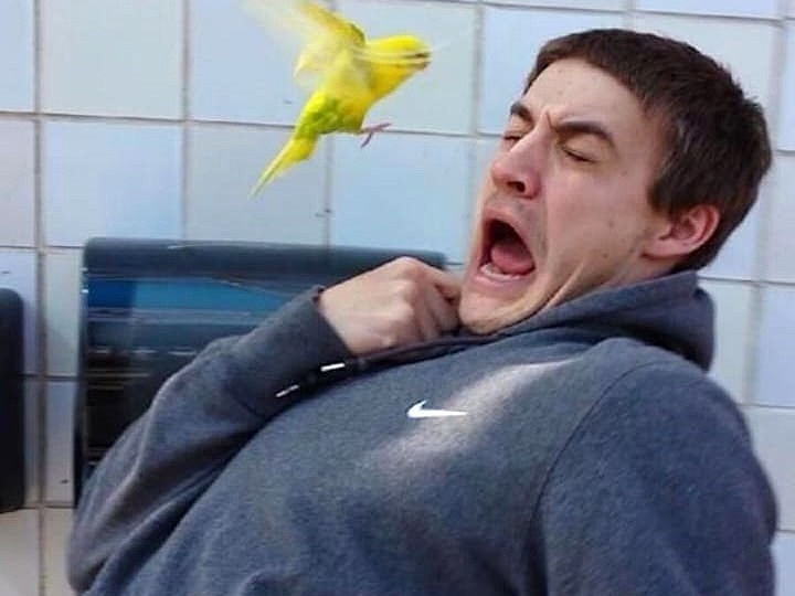 Попугай делает вам назло? Почему наука сомневается, а хозяева — нет