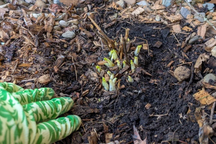 растут ростки