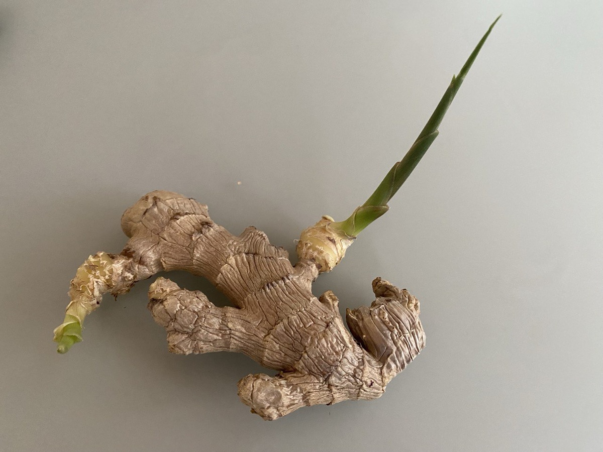 Проросший корень имбиря, фото автора