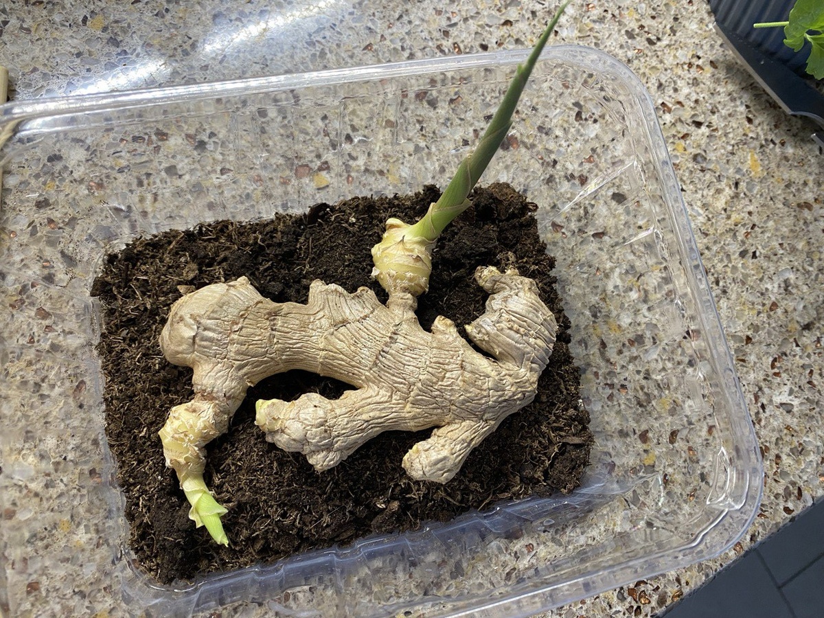 Посадка корня имбиря, фото автора