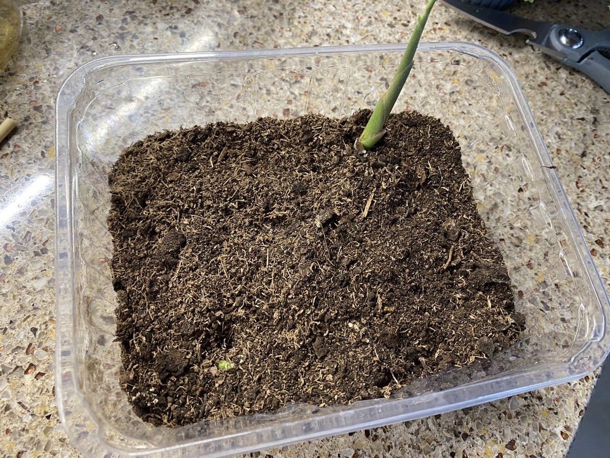 Посадка корня имбиря, фото автора