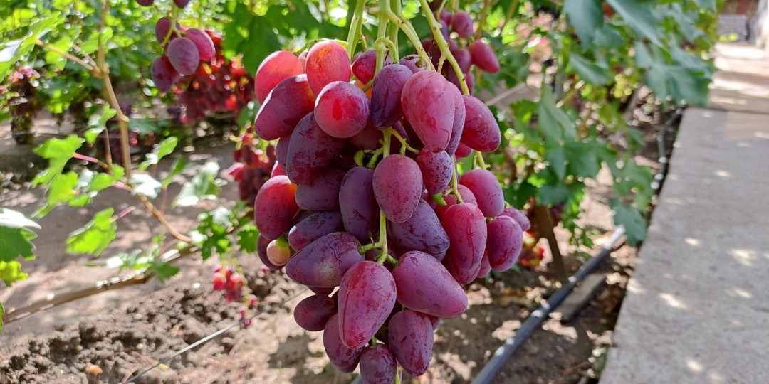 О Дубовском розовом - объективно и субъективно