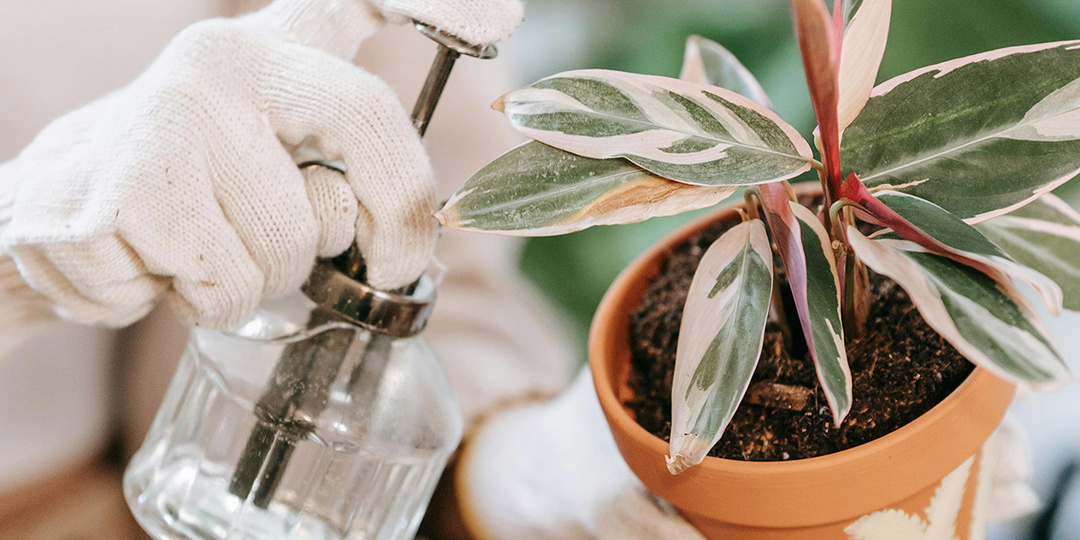 Как некорневые подкормки влияют на плодородие почвы?