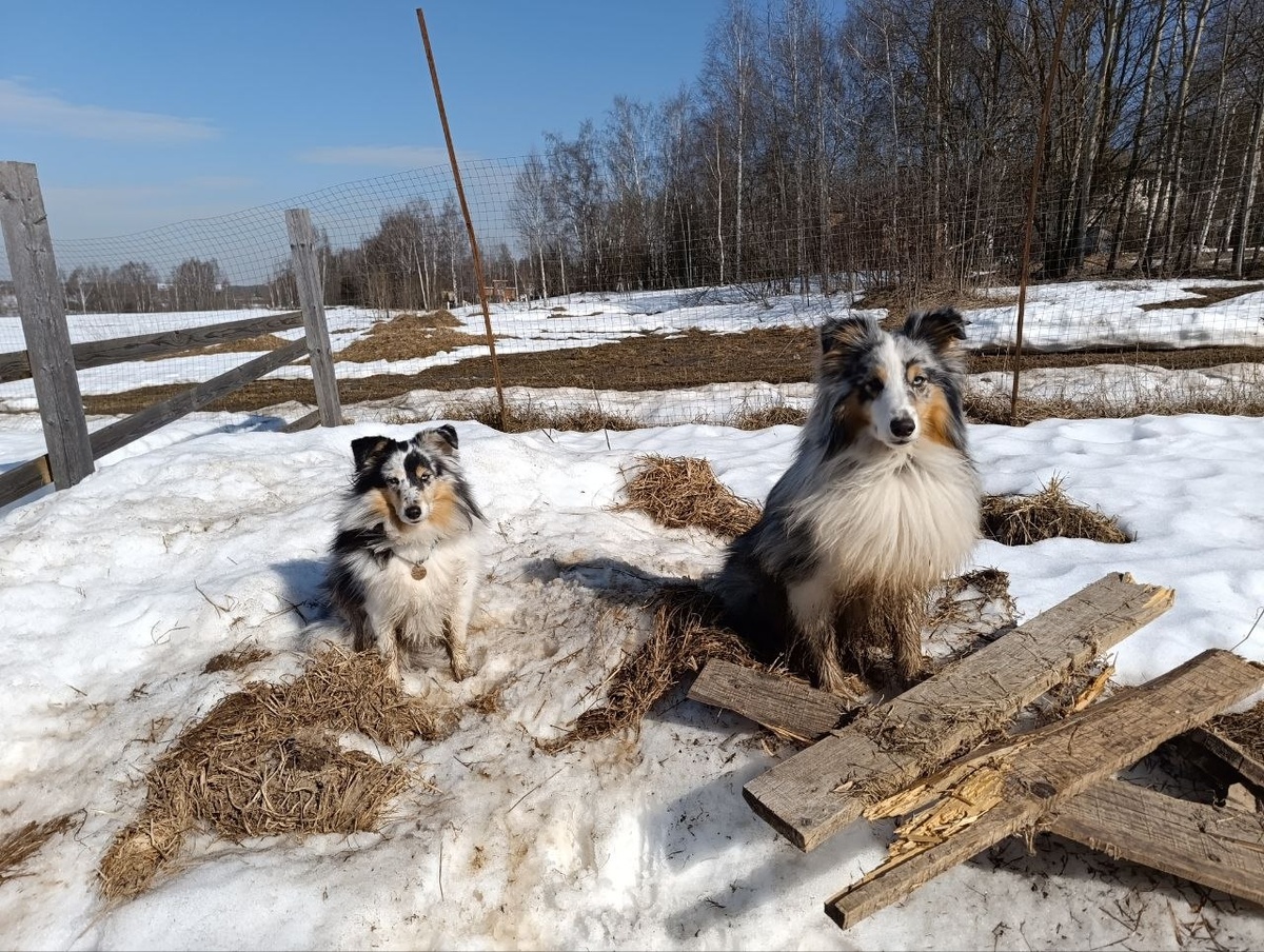 Грогу и Пятнаша 