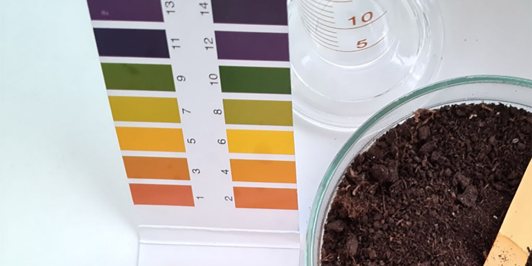 Что такое кислотность грунта, как ее определить и исправить