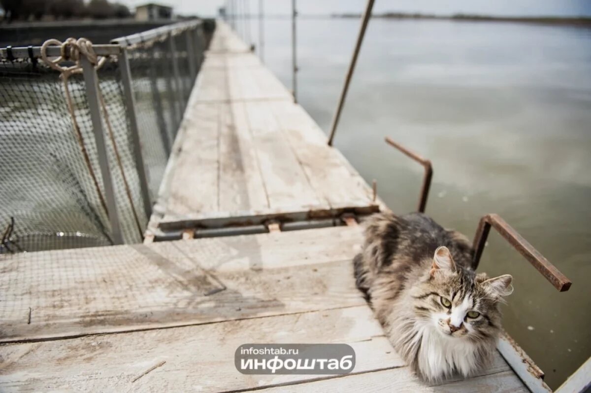    В селе Началово под Астраханью ввели карантин по бешенству