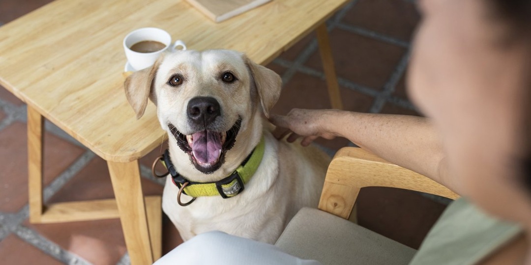 Когда опора исчезла: волонтеры из Тольятти помогают собакам после потери хозяйки