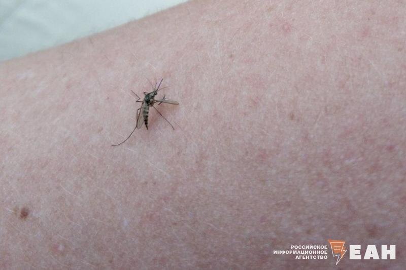    ЕАН. Комар на руке